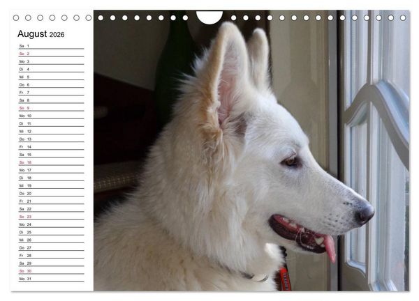 Produktbild: Berger Blanc Suisse - Wei&szlig;er Schweizer Sch&auml;ferhund (Wandkalender 2026 DIN A4 quer), CALVENDO Monatskalender