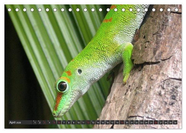 Produktbild: Wilde Fauna - Reptilien (Tischkalender 2026 DIN A5 quer), CALVENDO Monatskalender