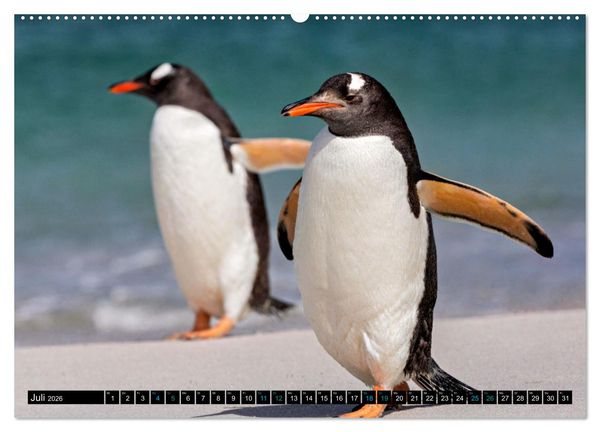 Produktbild: Big Five aus dem Ozean Hai, Delphin, Wal, Robbe, Pinguin (Wandkalender 2026 DIN A2 quer), CALVENDO Monatskalender