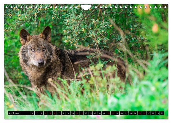 Produktbild: Le loup: l'esprit sauvage (Calendrier mural 2026 DIN A4 vertical), CALVENDO calendrier mensuel