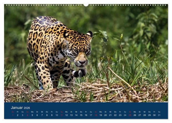 Produktbild: Brasilien tierisch gut 2026 (hochwertiger Premium Wandkalender 2026 DIN A2 quer), Kunstdruck in Hochglanz