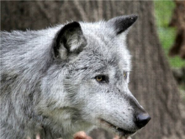 Produktbild: CALVENDO Puzzle Der Timberwolf - Der J&auml;ger aus den Rocky Mountains 1000 Teile Lege-Gr&ouml;&szlig;e 64 x 48 cm Foto-Puzzle Bild von Arno Klatt