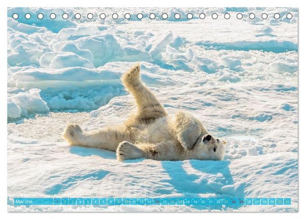 Produktbild: Eisb&auml;ren: Lebensk&uuml;nstler im Eis (Tischkalender 2026 DIN A5 quer), CALVENDO Monatskalender