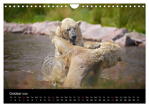 Produktbild: POLAR BEARS - ARCTIC LEGENDS (Wall Calendar 2026 DIN A4 landscape), CALVENDO 12 Month Wall Calendar