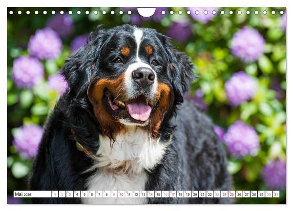 Produktbild: Ein Herz auf 4 Pfoten - Berner Sennenhund (Wandkalender 2026 DIN A4 quer), CALVENDO Monatskalender