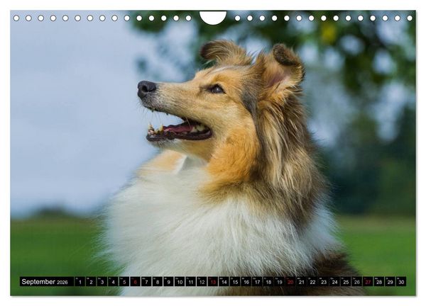 Produktbild: Traumhund Sheltie (Wandkalender 2026 DIN A4 quer), CALVENDO Monatskalender