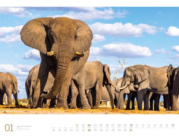 Produktbild: Afrika Gallery Kalender 2027