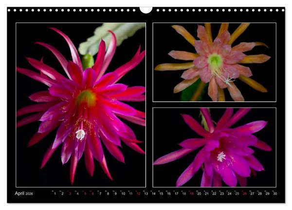 Produktbild: Epiphyllum-Hybriden (Wandkalender 2026 DIN A3 quer), CALVENDO Monatskalender