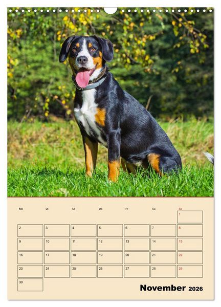 Produktbild: Jahresplaner Entlebucher Sennenhund (Wandkalender 2026 DIN A3 hoch), CALVENDO Monatskalender