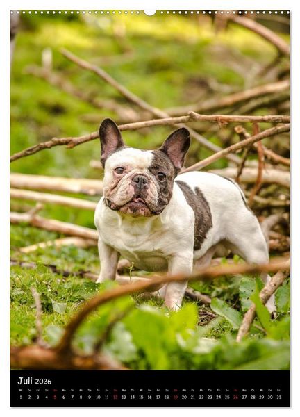 Produktbild: Franz&ouml;sische Bulldoggen - Eine Bully Liebeserk&auml;rung (Wandkalender 2026 DIN A2 hoch), CALVENDO Monatskalender