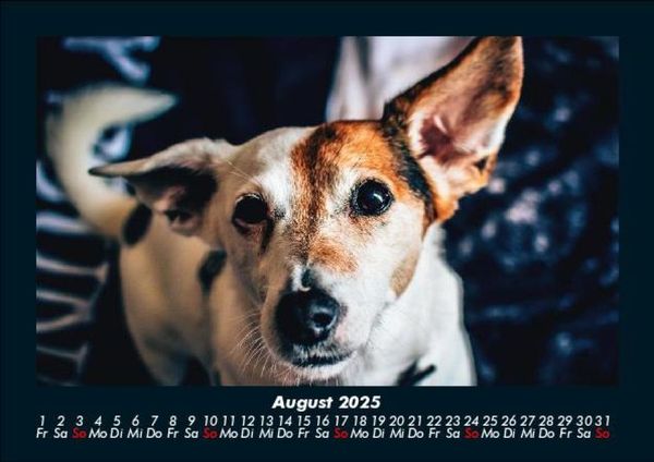 Produktbild: Welt der Tiere 2025 Fotokalender DIN A5