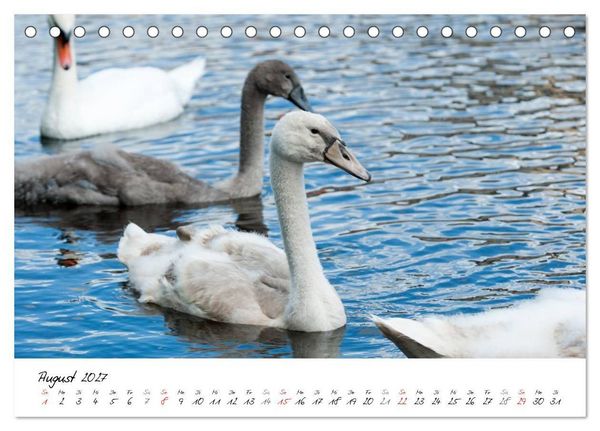 Produktbild: Vom K&uuml;ken zum Schwan (Tischkalender 2027 DIN A5 quer), CALVENDO Monatskalender