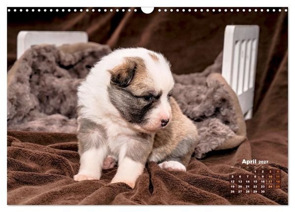 Produktbild: Willkommen auf dieser Welt ihr kleinen Islandhunde (Wandkalender 2027 DIN A3 quer), CALVENDO Monatskalender