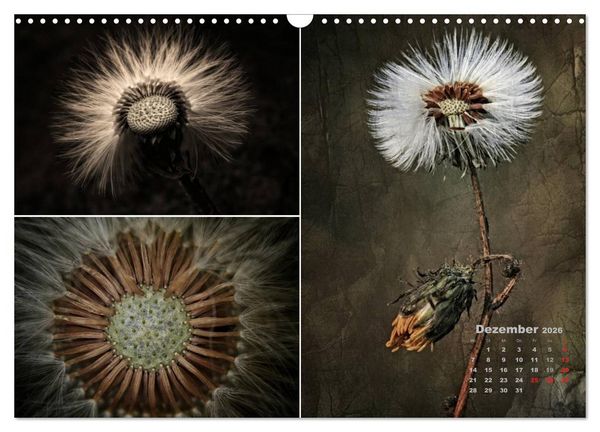 Produktbild: Blumenreise 2026 (Wandkalender 2026 DIN A3 quer), CALVENDO Monatskalender