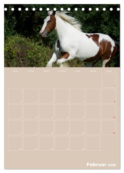 Produktbild: Pferde / Planer (Tischkalender 2026 DIN A5 hoch), CALVENDO Monatskalender