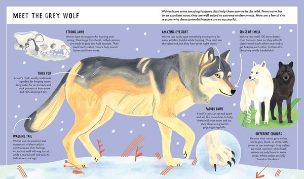 Produktbild: Grey Wolf (Young Zoologist)
