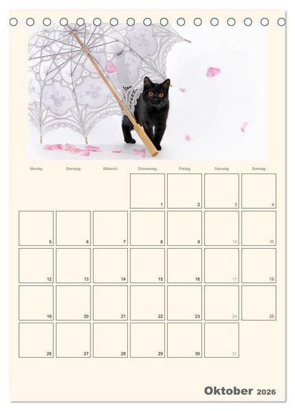 Produktbild: Schmusige Britisch Kurzhaar (Tischkalender 2026 DIN A5 hoch), CALVENDO Monatskalender