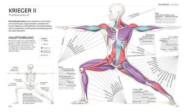 Yoga verstehen - Die Anatomie der Yoga-Haltungen