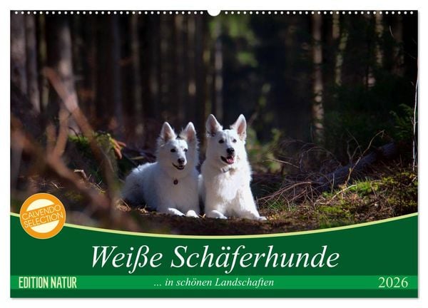 Weiße Schäferhunde in schönen Landschaften (Wandkalender 2026 DIN A2 quer), CALVENDO Monatskalender