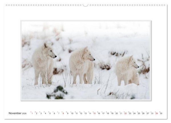 Produktbild: Emotionale Momente: Polarw&ouml;lfe. / CH-Version (hochwertiger Premium Wandkalender 2026 DIN A2 quer), Kunstdruck in Hochglanz