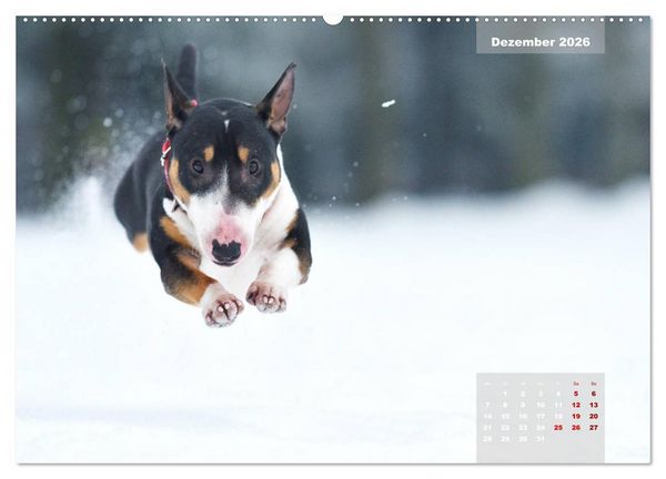 Produktbild: Bullterrier 2026 Frech und fr&ouml;hlich durch das Jahr (Wandkalender 2026 DIN A2 quer), CALVENDO Monatskalender