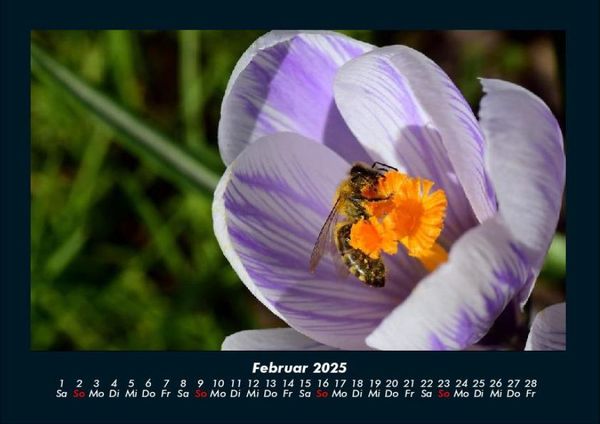 Produktbild: Bienen 2025 Fotokalender DIN A4