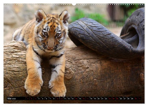 Produktbild: GROSSKATZEN GANZ KLEIN (Wandkalender 2026 DIN A2 quer), CALVENDO Monatskalender