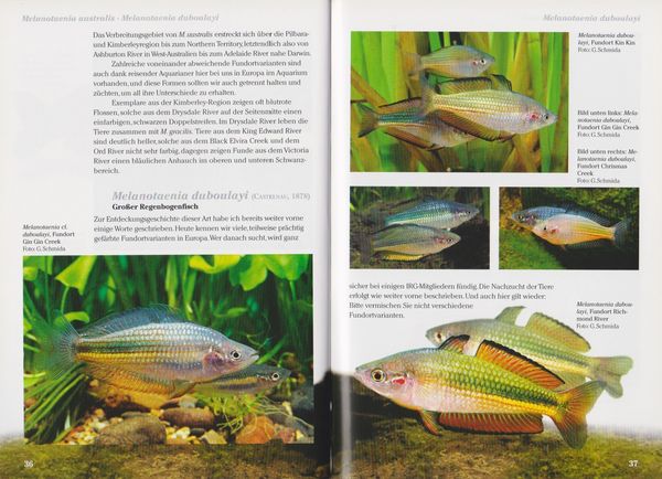 Produktbild: Regenbogenfische