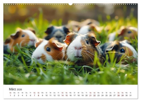 Produktbild: Wuschelbande - Ein Jahr voller Meerschweinchen (hochwertiger Premium Wandkalender 2026 DIN A2 quer), Kunstdruck in Hochglanz