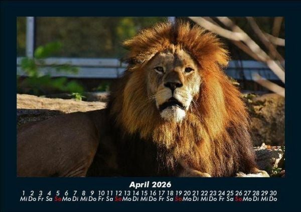 Produktbild: Tierkalender 2026 Fotokalender DIN A5