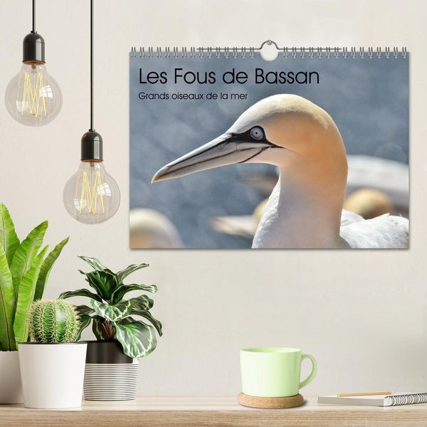 Produktbild: Fous de Bassan - Grands oiseaux marins (Calendrier mural 2026 DIN A4 vertical), CALVENDO calendrier mensuel