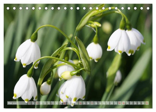 Produktbild: Wundersch&ouml;ne Wildblumen (Tischkalender 2026 DIN A5 quer), CALVENDO Monatskalender