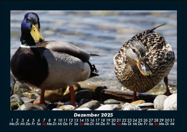 Produktbild: Enten 2025 Fotokalender DIN A5