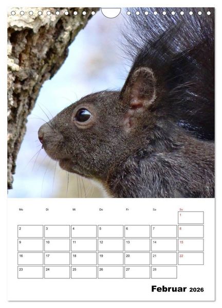 Produktbild: Niedliche Eichh&ouml;rnchen (Wandkalender 2026 DIN A4 hoch), CALVENDO Monatskalender