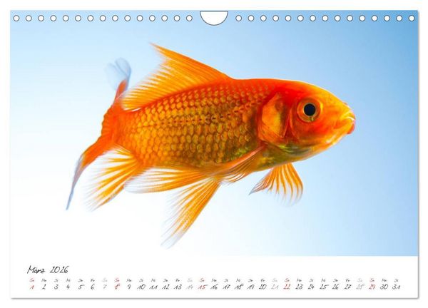 Produktbild: Goldy - mein Goldfisch (Wandkalender 2026 DIN A4 quer), CALVENDO Monatskalender