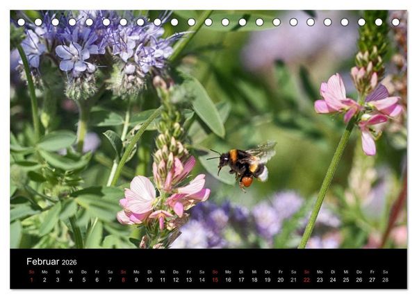 Produktbild: Hummelflug (Tischkalender 2026 DIN A5 quer), CALVENDO Monatskalender