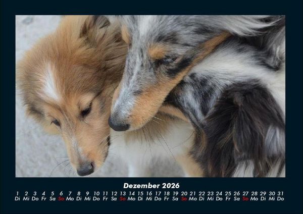 Produktbild: Hunde 2026 Fotokalender DIN A4
