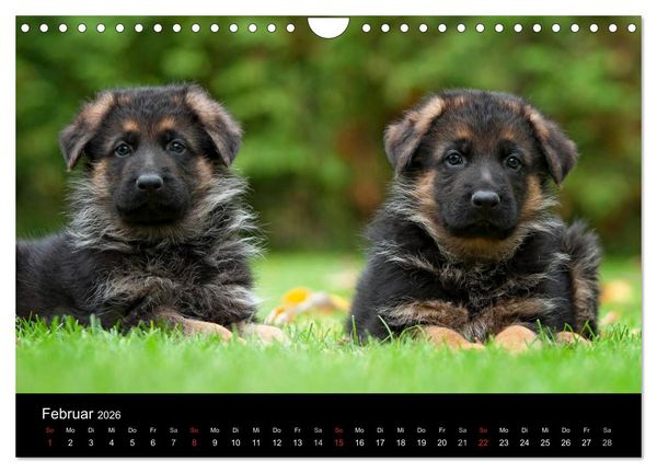 Produktbild: Deutscher Sch&auml;ferhund - Welpen (Wandkalender 2026 DIN A4 quer), CALVENDO Monatskalender