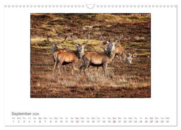 Produktbild: Wild Deer In The Highlands (Wall Calendar 2026 DIN A3 landscape), CALVENDO 12 Month Wall Calendar