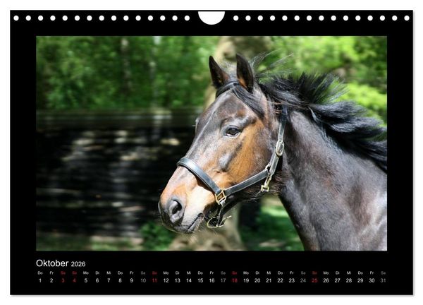 Produktbild: Zauberhafte Pferde (Wandkalender 2026 DIN A4 quer), CALVENDO Monatskalender
