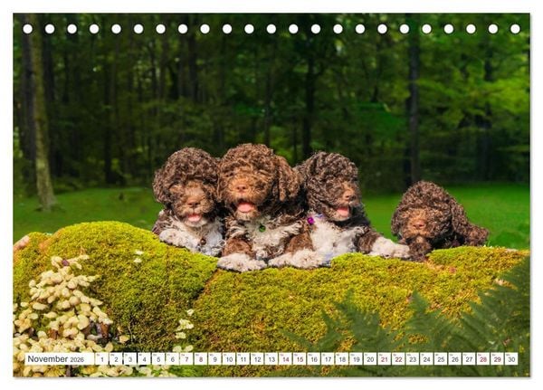 Produktbild: Lagotto Romagnolo Welpen - Sieben kleine Weltentdecker auf gro&szlig;er Fahrt (Tischkalender 2026 DIN A5 quer), CALVENDO Monatskalender