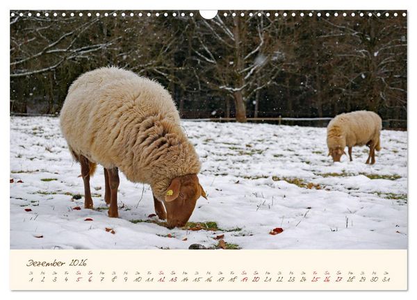 Produktbild: Coburger Fuchsschaf (Wandkalender 2026 DIN A3 quer), CALVENDO Monatskalender
