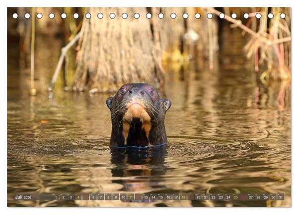 Produktbild: Riesenotter - Flussw&ouml;lfe im Pantanal (Tischkalender 2026 DIN A5 quer), CALVENDO Monatskalender