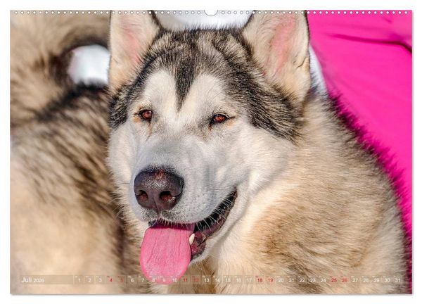 Produktbild: Alaskan Malamute in seinem Element (hochwertiger Premium Wandkalender 2026 DIN A2 quer), Kunstdruck in Hochglanz