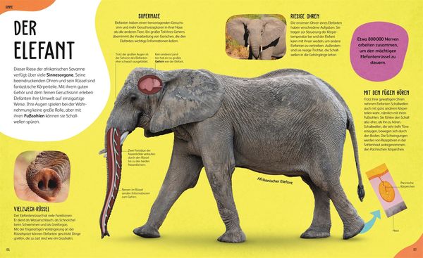 Produktbild: Anatomie der Tiere