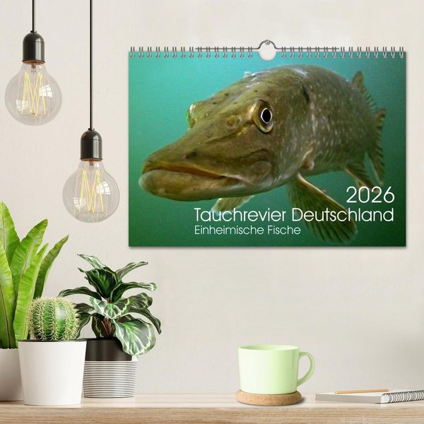 Produktbild: Tauchrevier Deutschland (Wandkalender 2026 DIN A4 quer), CALVENDO Monatskalender