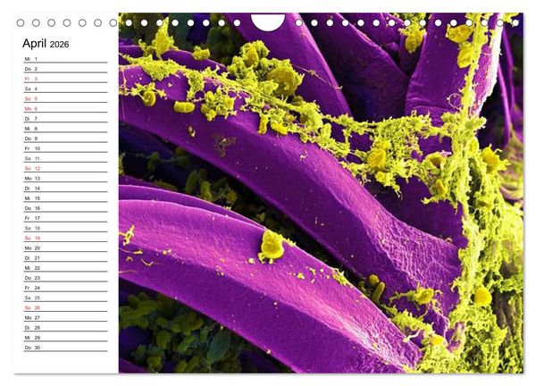 Produktbild: Mikrobiologie. Mikroorganismen, Genetik und Zellen (Wandkalender 2026 DIN A4 quer), CALVENDO Monatskalender