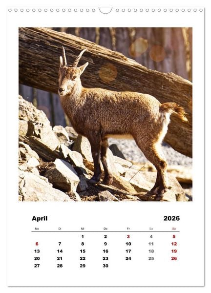 Produktbild: Alpen-Steinb&ouml;cke, imposante Horntr&auml;ger (Wandkalender 2026 DIN A3 hoch), CALVENDO Monatskalender