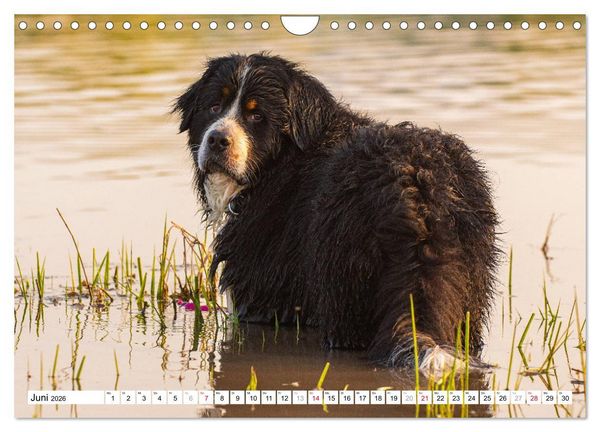 Produktbild: Ein Herz auf 4 Pfoten - Berner Sennenhund (Wandkalender 2026 DIN A4 quer), CALVENDO Monatskalender