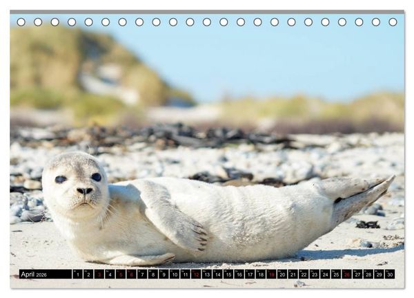 Produktbild: Robben an der Nordsee (Tischkalender 2026 DIN A5 quer), CALVENDO Monatskalender
